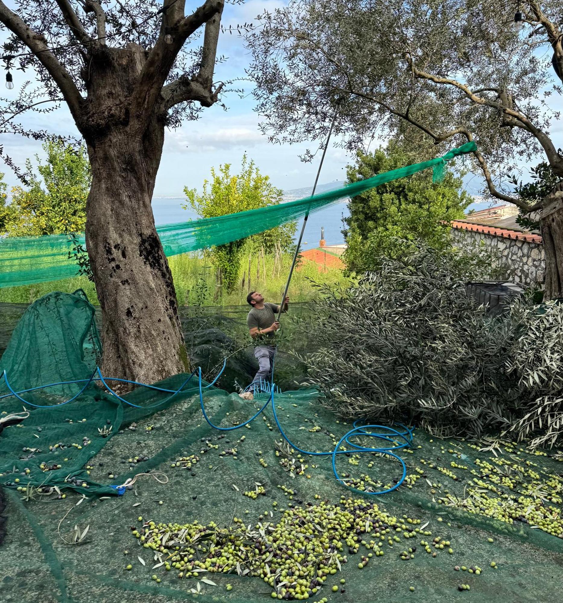Antica Tenuta Celotto Віко-Екуенсе Екстер'єр фото